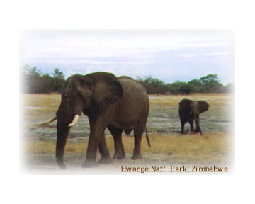 Elephants in Hwange Nat'l Park